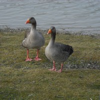Greylag Goose